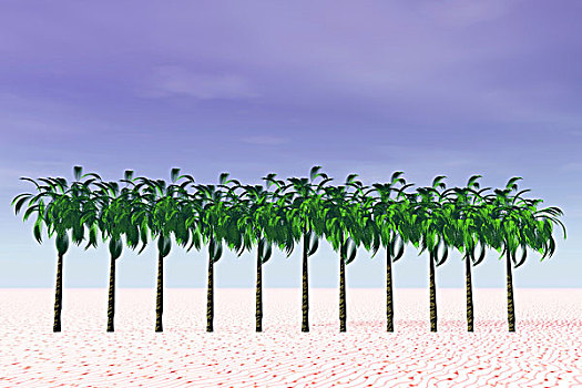 排,棕榈树,树,海滩,电脑制图