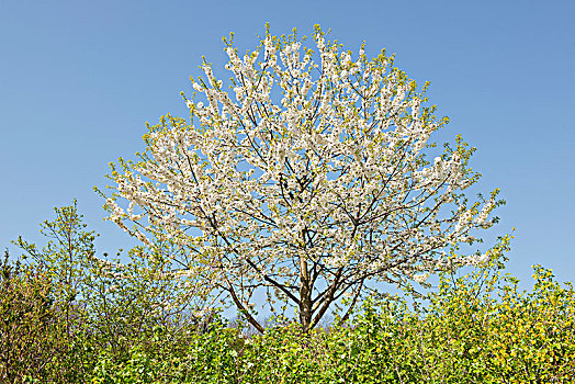白色,花,甜樱桃,后面,树篱,爱尔福特,图林根州,德国,欧洲