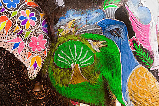 装饰,大象,彩色,斋浦尔,印度,图像,孔雀,虎,额头