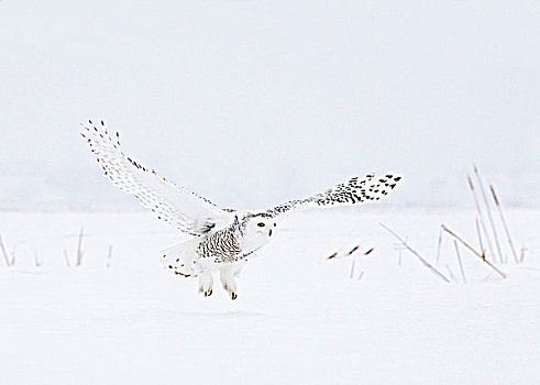 雪鹄,雪鸮,雌性,飞行