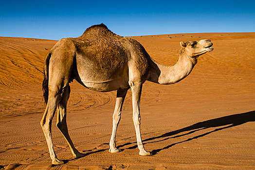 单峰骆驼,荒芜,瓦希伯沙漠,沙尔基亚区,沙,阿曼,亚洲