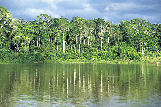 亚马逊河,雨林,树,反射,河