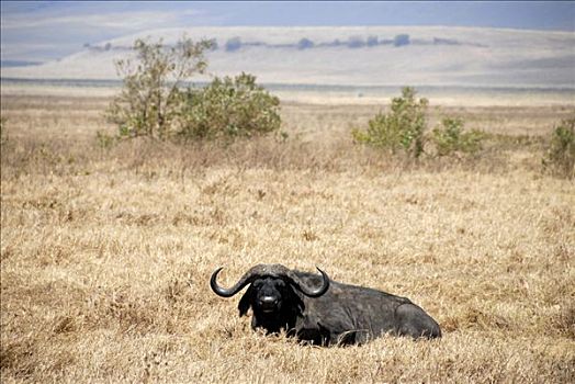 非洲水牛,卧,干燥,草地,恩戈罗恩戈罗火山口,坦桑尼亚
