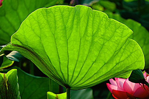 荷花,莲花