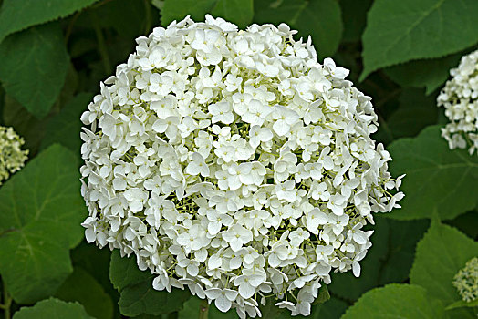 白色,八仙花属,花,巴伐利亚,德国,欧洲