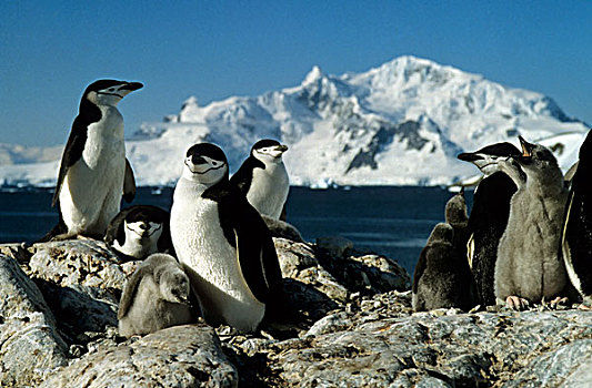 南极,帽带企鹅,生物群,天堂湾