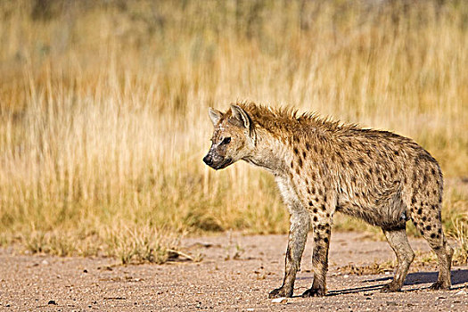 斑鬣狗,埃托沙国家公园,纳米比亚,非洲