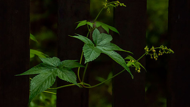 森林到处都是野花,牵牛花