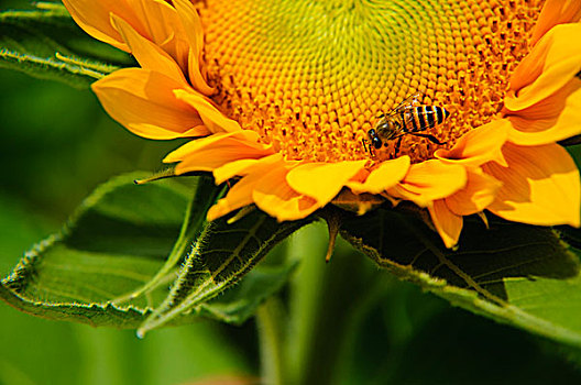 葵花与蜜蜂特写