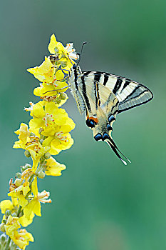 凤蝶,保加利亚,欧洲