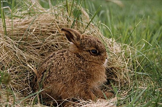 欧洲野兔,幼仔,休息,草丛,欧洲