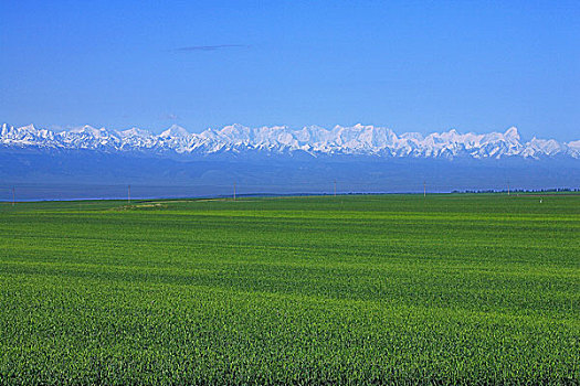 新疆伊犁--昭苏万亩麦田
