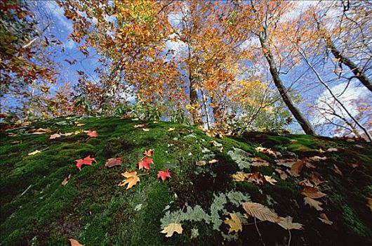 秋叶,落叶林,木头,州立公园,佛蒙特州