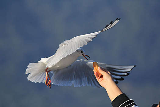 一只海鸥飞向吃人手中面包的侧面视角图