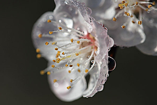 花朵特写