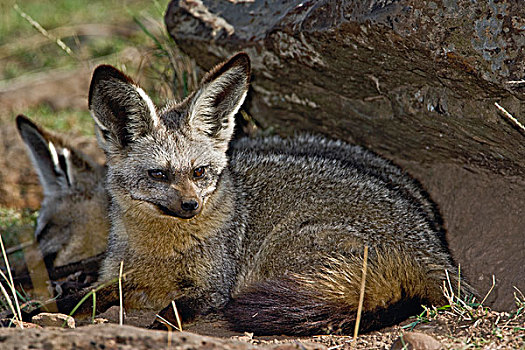 大耳狐,马塞马拉野生动物保护区,肯尼亚