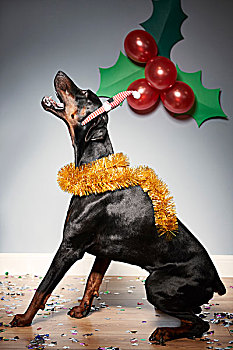 狗,穿,圣诞帽,喜庆,乔木,浆果