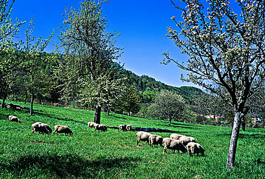 绵羊,放牧,果园,花,樱桃树,阿尔萨斯,法国