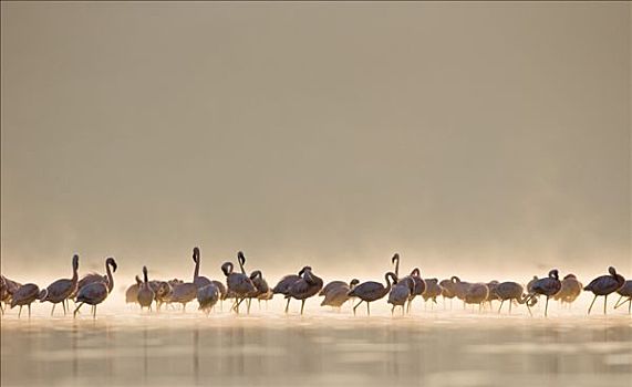 小红鹳,成群,逆光,黎明,薄雾,纳库鲁湖,大裂谷,肯尼亚