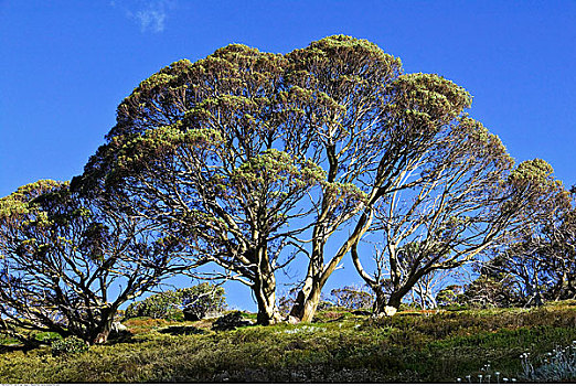 橡胶树,哥斯高国家公园,新南威尔士,澳大利亚
