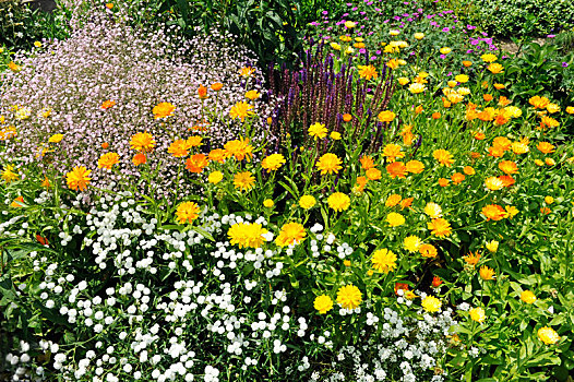 色彩,夏花,种类,盛开,别墅花园