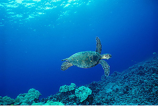 绿海龟,夏威夷,美国
