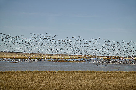 大,鸟群,飞,上方,水体,萨斯喀彻温,加拿大