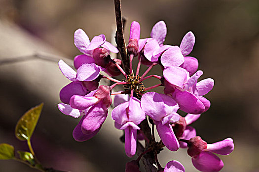 荆花,荆树,紫荆花,裸枝树,豆科