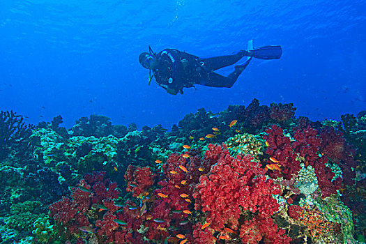 潜水,彩虹,礁石,斐济,南太平洋