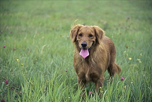 金毛猎犬