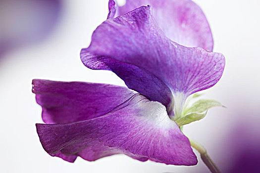 紫罗兰,麝香豌豆花,特写