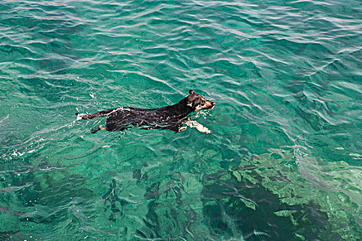 杰克罗素狗,游泳,海洋