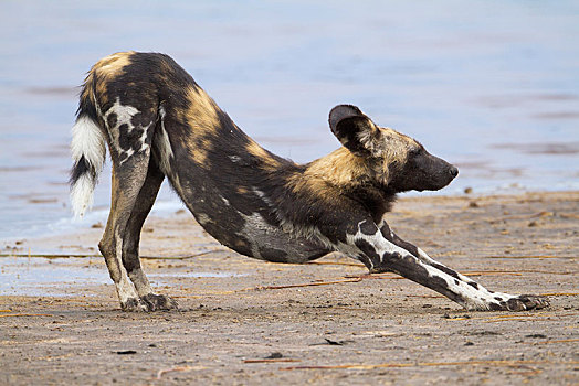 非洲野狗,非洲野犬属,伸展,岸边,湖,区域,塞伦盖蒂,坦桑尼亚,非洲