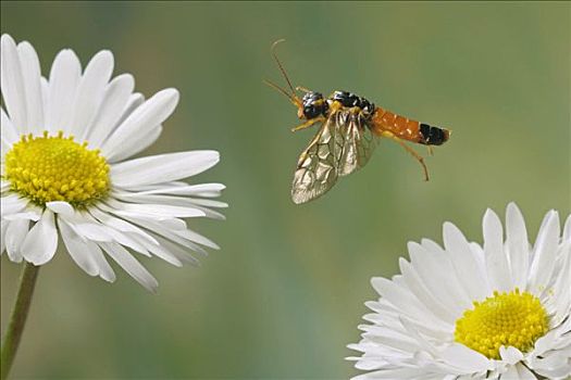 黄蜂,萨克森安哈尔特,德国