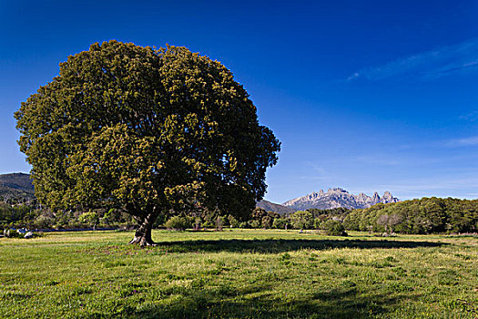 法国,科西嘉岛,阿尔泰,顶峰