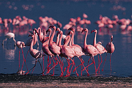 非洲,肯尼亚,纳库鲁湖,小红鹳,小火烈鸟