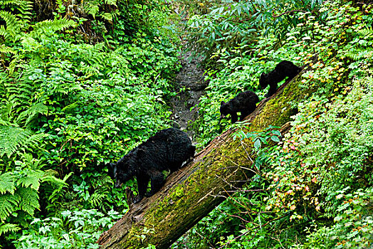 美国,阿拉斯加,黑熊,幼兽,跟随,原木上