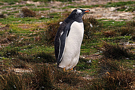 巴布亚企鹅,岛屿,福克兰群岛