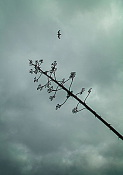 海鸥,枯木