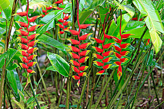 海里康属植物,花,哥达基纳巴卢,沙巴,马来西亚,婆罗洲,东南亚