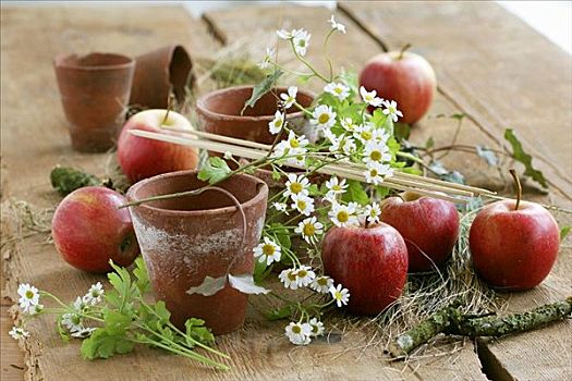 陶制器具,苹果,甘菊,木桌子