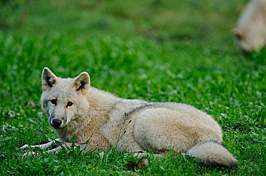 北极狼,狼的棕熊,躺在草地上,在夏天,狩猎场改变所有哈瑙,哈瑙,黑塞,德国