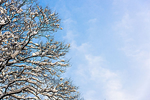 雪压树枝