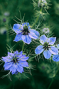 蓝花,黑种草属