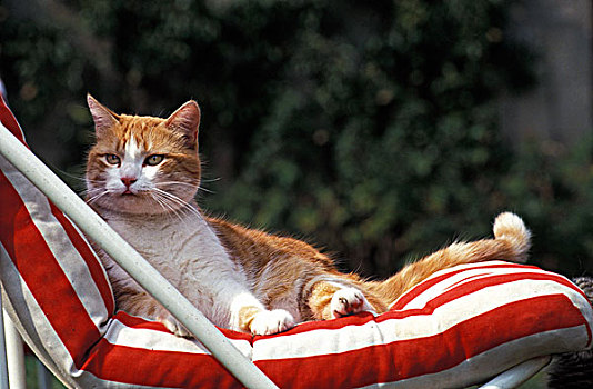 红色,白色,家猫,猫,卧,太阳椅