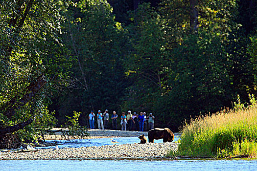 游客,看,大灰熊,棕熊,母熊,幼兽,大熊雨林,靠近,不列颠哥伦比亚省,省立公园