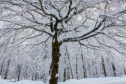 积雪,落叶树,十六湖国家公园,克罗地亚,欧洲