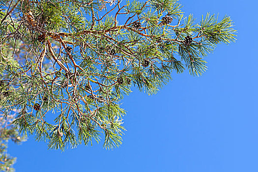 松树,枝条,高处,清晰,蓝天