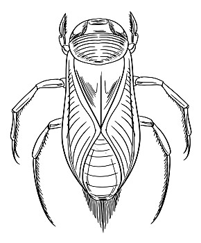 水甲虫简笔画图片