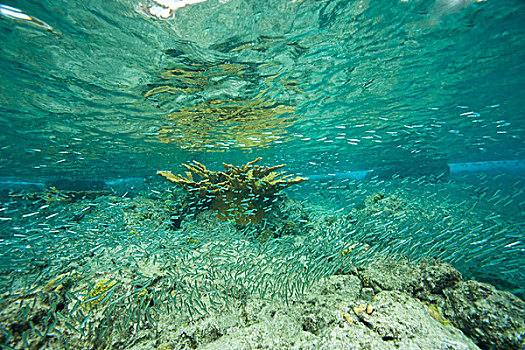 鱼群,托托拉岛,英属维京群岛,加勒比